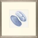 New Print E. Donovan Reproduction Framed Sealife Azure Shells Rectangle WA-212