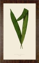 New Print E.J. Lowe Reproduction Framed Flowers Plants Slender Leaf Quart WA-214
