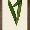 New Print E.J. Lowe Reproduction Framed Flowers Plants Slender Leaf Quart WA-214