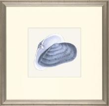 New Print E. Donovan Reproduction Framed Sealife Azure Shells Rectangle WA-207