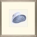 New Print E. Donovan Reproduction Framed Sealife Azure Shells Rectangle WA-207