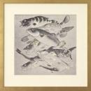 New, Large Fine Art Giclee Print, Japanese Fish Carp Koi, Reproduction, Framed