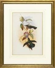 New Print Hullmandel and Walton Reproduction Framed Sealife Gould Humming WA-255