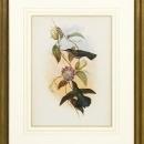 New Print Hullmandel and Walton Reproduction Framed Sealife Gould Humming WA-255