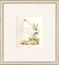 New Print John Abbot Reproduction Framed Wildlife Small Abbot Birds Recta WA-300