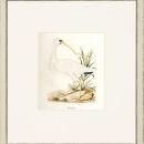 New Print John Abbot Reproduction Framed Wildlife Small Abbot Birds Recta WA-300