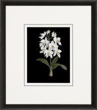New Print Ignoto Fiammingo Reproduction Framed Flowers Plants Orchids on WA-264