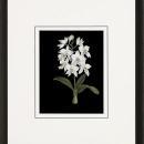 New Print Ignoto Fiammingo Reproduction Framed Flowers Plants Orchids on WA-264