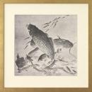 New Giclee Print Audsley amp Bowes Reproduction Framed Fish Japanese Carp WA-132