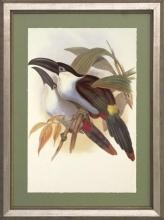 New Print J. Gould H.C. Richeter Reproduction Framed Wildlife Toucans Rec WA-274
