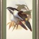 New Print J. Gould H.C. Richeter Reproduction Framed Wildlife Toucans Rec WA-274