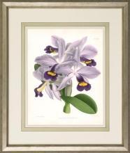 New Print John Nugent Fitch Reproduction Framed Flowers Plants Purple Orc WA-307
