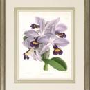 New Print John Nugent Fitch Reproduction Framed Flowers Plants Purple Orc WA-307