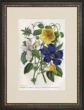 New Print Charles Morren Reproduction Framed Flowers Plants Provence Flow WA-196