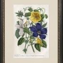 New Print Charles Morren Reproduction Framed Flowers Plants Provence Flow WA-196