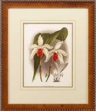 New Print Lucien Linden Reproduction Framed Flowers Plants Lindenia Orchi WA-326