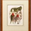 New Print Lucien Linden Reproduction Framed Flowers Plants Lindenia Orchi WA-326