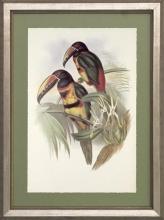 New Print J. Gould H.C. Richeter Reproduction Framed Wildlife Toucans Rec WA-270
