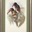 New Print J. Gould H.C. Richeter Reproduction Framed Wildlife Toucans Rec WA-270