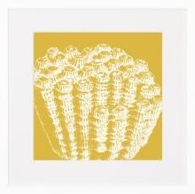 New Print C. Hohe Reproduction Framed Shells Coral in Color Rectangle WA-155