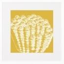 New Print C. Hohe Reproduction Framed Shells Coral in Color Rectangle WA-155