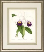 New Print John Nugent Fitch Reproduction Framed Flowers Plants Purple Orc WA-308