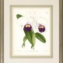 New Print John Nugent Fitch Reproduction Framed Flowers Plants Purple Orc WA-308
