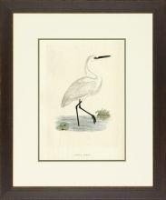 New Print Rev. F.O. Morris Reproduction Framed Sealife Shore Birds Rectan WA-387