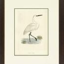 New Print Rev. F.O. Morris Reproduction Framed Sealife Shore Birds Rectan WA-387