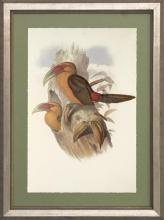 New Print J. Gould H.C. Richeter Reproduction Framed Wildlife Toucans Rec WA-272