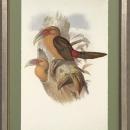 New Print J. Gould H.C. Richeter Reproduction Framed Wildlife Toucans Rec WA-272