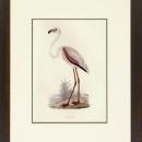 New Print Rev. F.O. Morris Reproduction Framed Sealife Shore Birds Rectan WA-388