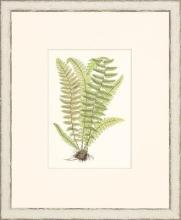 New Print Anonymous Reproduction Framed Flowers Plants Classic Ferns Recta WA-46
