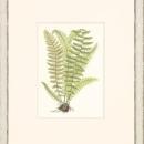 New Print Anonymous Reproduction Framed Flowers Plants Classic Ferns Recta WA-46