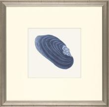 New Print E. Donovan Reproduction Framed Sealife Azure Shells Rectangle WA-209