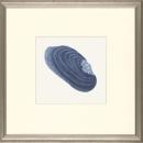 New Print E. Donovan Reproduction Framed Sealife Azure Shells Rectangle WA-209