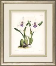 New Print John Nugent Fitch Reproduction Framed Flowers Plants Purple Orc WA-312