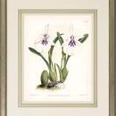 New Print John Nugent Fitch Reproduction Framed Flowers Plants Purple Orc WA-312