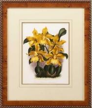New Print Lucien Linden Reproduction Framed Flowers Plants Lindenia Orchi WA-338