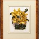 New Print Lucien Linden Reproduction Framed Flowers Plants Lindenia Orchi WA-338