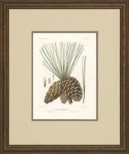 New Print Picart Reproduction Framed Flowers Plants Sylva on North Americ WA-378