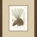 New Print Picart Reproduction Framed Flowers Plants Sylva on North Americ WA-378
