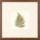 New Print Anonymous Reproduction Framed Flowers Plants Squared Ferns Recta WA-26