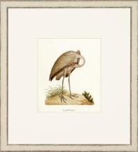 New Print John Abbot Reproduction Framed Wildlife Small Abbot Birds Recta WA-301