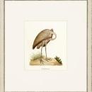 New Print John Abbot Reproduction Framed Wildlife Small Abbot Birds Recta WA-301