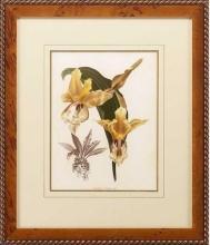 New Print Lucien Linden Reproduction Framed Flowers Plants Lindenia Orchi WA-325