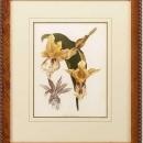 New Print Lucien Linden Reproduction Framed Flowers Plants Lindenia Orchi WA-325