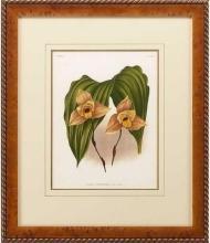 New Print Lucien Linden Reproduction Framed Flowers Plants Lindenia Orchi WA-339
