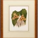 New Print Lucien Linden Reproduction Framed Flowers Plants Lindenia Orchi WA-339