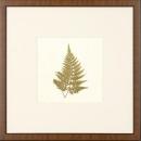 New Print Anonymous Reproduction Framed Flowers Plants Squared Ferns Recta WA-23